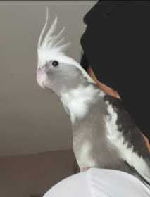 Lost Cockatiel