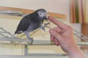 Lost African Grey