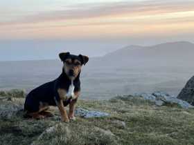 Lost Dog