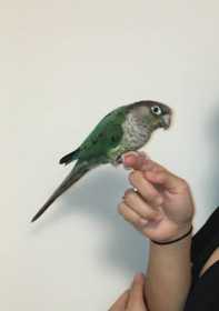 Lost Conure