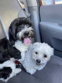 Lost Dog