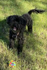 Lost Dog
