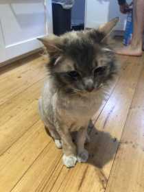Lost Cat