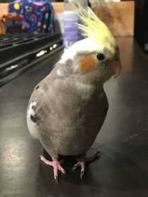 Lost Cockatiel