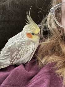 Lost Cockatiel