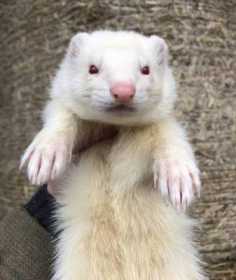 Lost Ferret