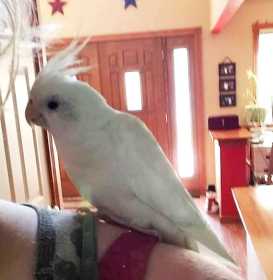 Lost Cockatiel