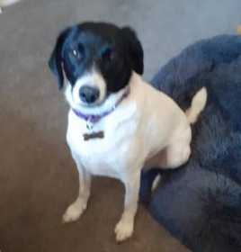 Lost Dog