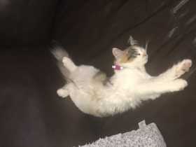 Lost Cat