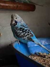 Lost Budgerigar