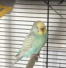 Lost Budgerigar