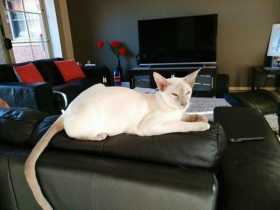 Lost Cat