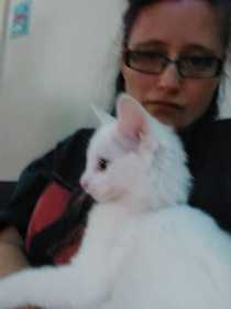 Lost Cat