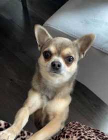 Lost Dog