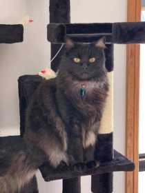 Lost Cat