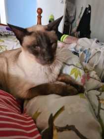 Lost Cat