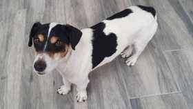 Lost Dog