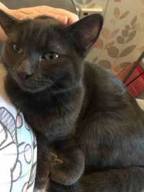 Lost Cat