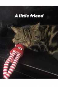 Lost Cat