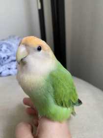 Lost Lovebird