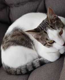Lost Cat