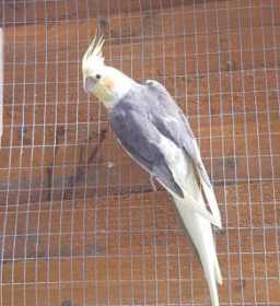 Lost Cockatiel