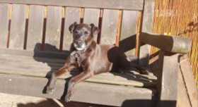 Lost Dog