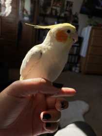 Lost Cockatiel