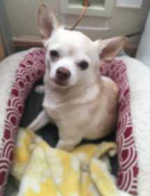 Lost Dog