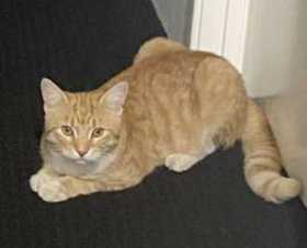 Lost Cat