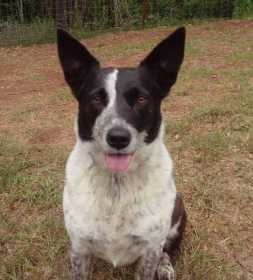 Lost Dog