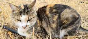Lost Cat