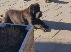 Lost Dog