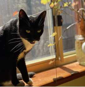 Lost Cat