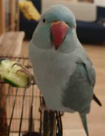 Lost Indian Ringneck Parakeet