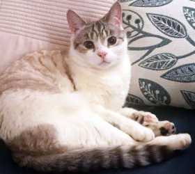 Lost Cat