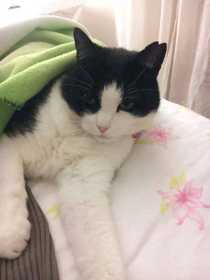 Lost Cat