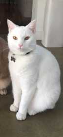 Lost Cat