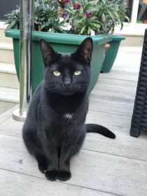 Lost Cat