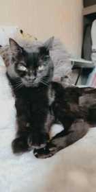 Lost Cat