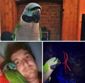 Lost Derbyan Parakeet