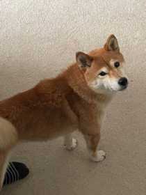 Lost Dog