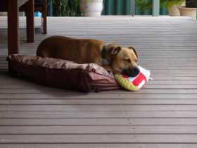 Lost Dog