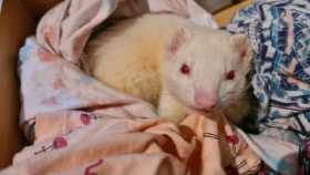 Lost Ferret