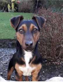 Lost Dog