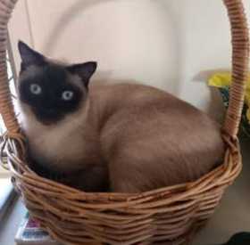Lost Cat