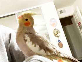 Lost Cockatiel