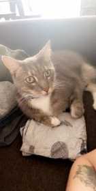 Lost Cat