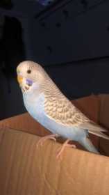 Lost Budgerigar