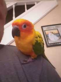 Lost Conure